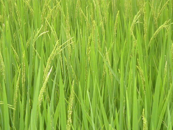 种植环境